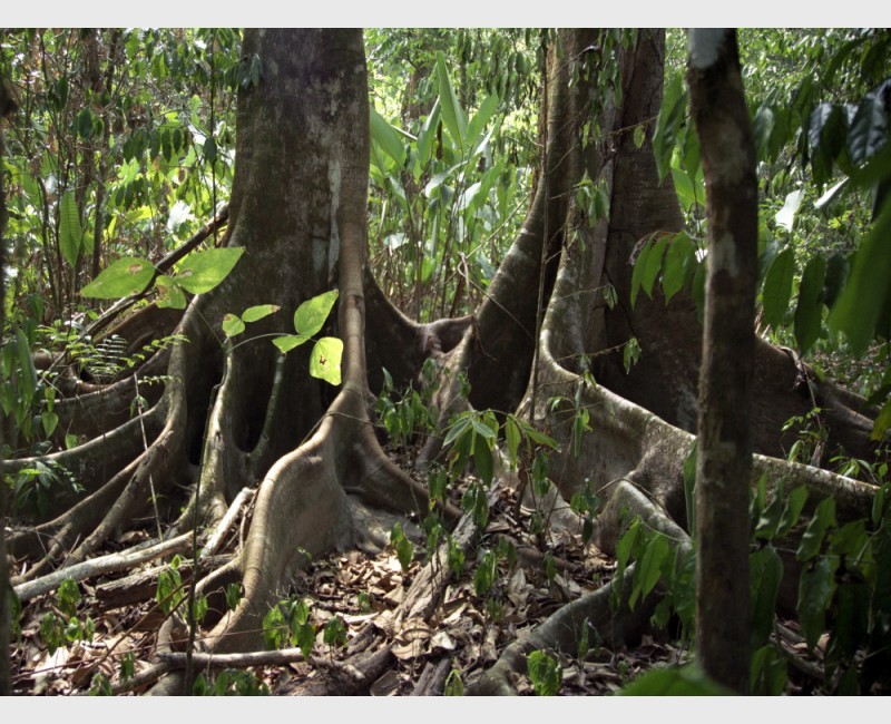 Tree buttresses - Costa Rica, 1998